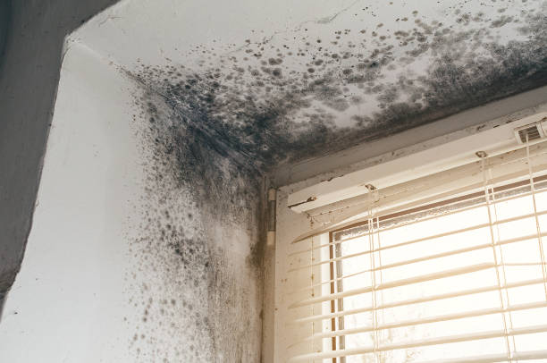 Affordable Mold Remediation solutions in Hamtramck, MI